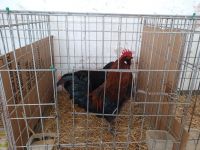 Markt in Sineu - auch ein Tiermarkt - Mallorca