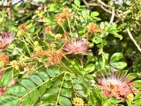 Angkor Wat, Siem Reap