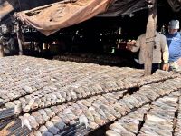 Kampong Khleang, am Tonle Sap See, Trockenfischherstellung