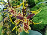 Orchideengarten, Singapur 