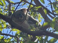22. Tag: Tarona Zoo in Sydney – Koala im Zoo
