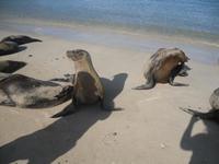 Bin ich nicht ein schöner?