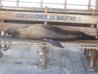 ein kleines Nickerchen