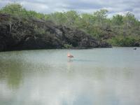 der einzige Flamingo auf Bacha