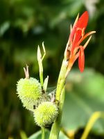 Westindisches Blumenrohr, Gardens by the Bay Singapur