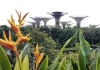 Die Supertrees, in Singapur