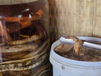 Schlangenschnaps ist gut bei Rückenbeschwerden