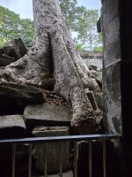 Angkor Thum, von Bäumen gefestigt