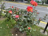 Chile - Puerto Varas  - Stadt der Rosen