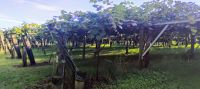 Kiwi-Plantage 