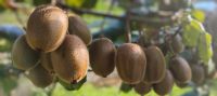 Kiwi-Plantage 
