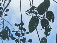 Blätterstilleben im Taman Negara NP