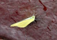 verirrt an der Bootswand im Taman Negara NP