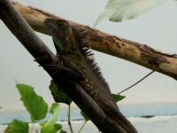 Eidechse im Schmetterlingspark