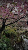 Hase-dera Temple, Kamakura, Kanagawa, Japan