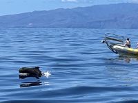 Teneriffa - Küstenschiffsfahrt