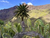 Teneriffa - Masca