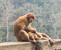 Assam - Makak , Affenmama mit ihrem Kind