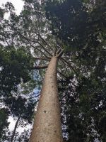 47. Seilbahnfahrt nach Kuranda, Australien