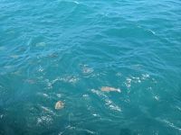 67. Katamaranfahrt zum Great Barrier Reaf, Australien