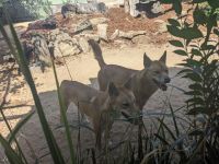 168. Featherdale Wildlife Park, Sydney, Australien