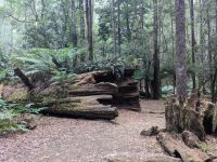 260. Mt. Field Nationalpark, Hobart, Tasmanien, Australien