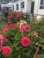 313. Baldwin Street, Dunedin, Neuseeland