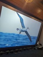 327. Albatross-Kolonie, Otega Halbinsel, Dunedin, Neuseeland