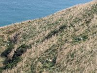 329. Albatross-Kolonie, Otega Halbinsel, Dunedin, Neuseeland