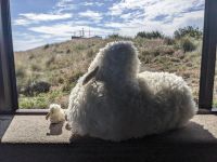 331. Albatross-Kolonie, Otega Halbinsel, Dunedin, Neuseeland