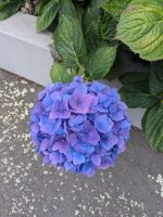 349. Wohngegend in Timaru, Neuseeland