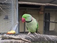 351. Gemeinschaftspark Timaru, Neuseeland