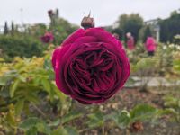 353. Gemeinschaftspark Timaru, Neuseeland