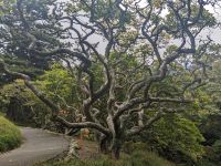 364. Botanischer Garten Wellington, Neuseeland