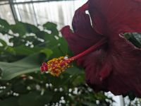 369. Botanischer Garten Wellington, Neuseeland