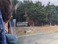 381. Schaffarm,  Storm Coast Wellington, Neuseeland