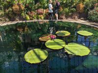 459. Domain Auckland, Neuseeland