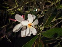 492. Singapur Flughafen Kakteengarten