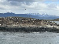 nein, keine Pinguine! 