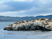 Seelöwen dösen in der Sonne