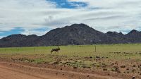 ein ungewohnter Anblick: Oryx im Grünen