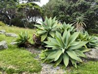 Agave Chiapensis im Botanischen Garten von Wellington