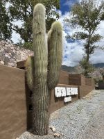 An unserem Hotel ein Kakteenprachtstück