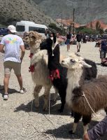 Es gibt sie also doch…..Lamas