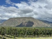 Das Weingebiet ganz nah