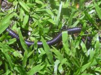 ein Tausendfüssler in der Nacht im Taman Negara NP