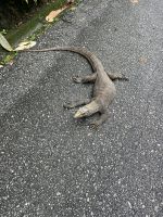 Waran, Botanischer Garten, Singapur.jpeg