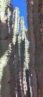 riesige Euphorbia Virosa