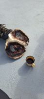 Riesenauster und Minikaffee