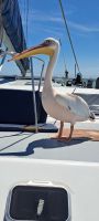 Pelikan an Board